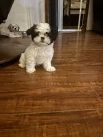 Oreo, a male Shih Tzu for sale in New Caney, TX – 2 of 6