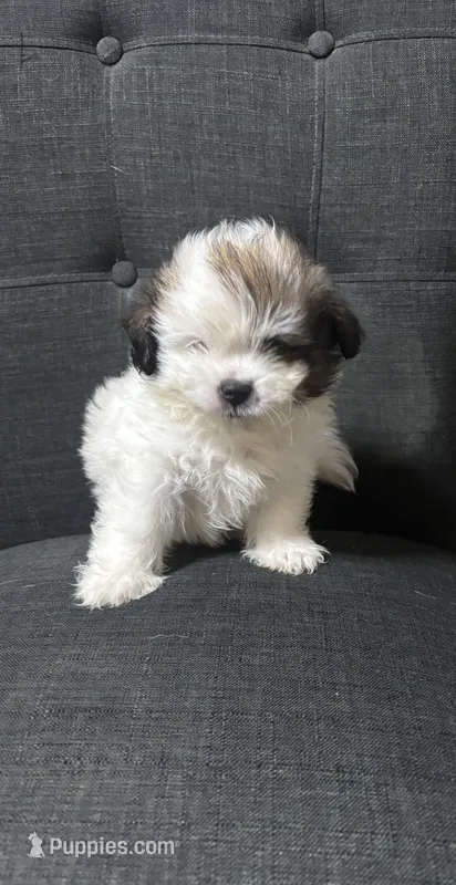 Hotrod – Shih Tzu puppy for sale in New Caney, TX