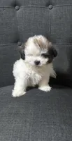 Hotrod, a male Shih Tzu for sale in New Caney, TX – 1 of 1
