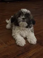 Peanut , a male Shih Tzu for sale in New Caney, TX – 1 of 9