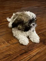 Peanut , a male Shih Tzu for sale in New Caney, TX – 7 of 9