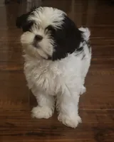 Oreo, a male Shih Tzu for sale in New Caney, TX – 6 of 6