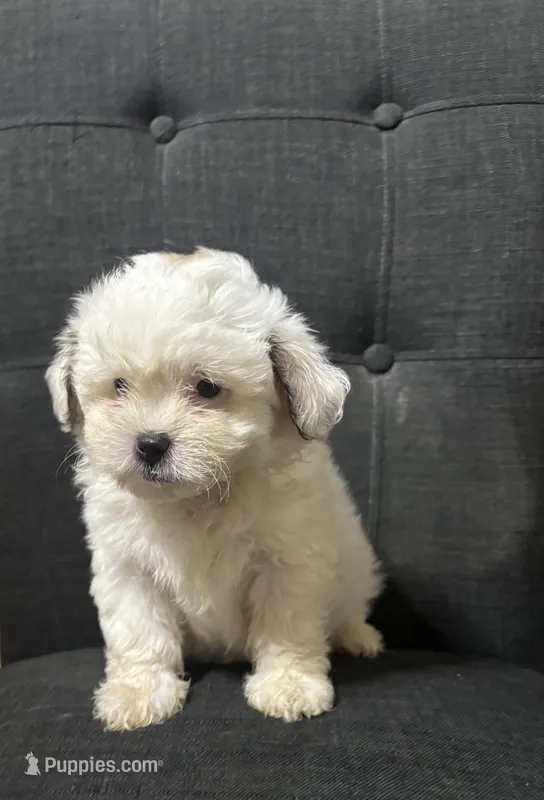 Snowwhite – Shih Tzu puppy for sale in New Caney, TX