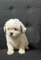 Snowwhite, a female Shih Tzu for sale in New Caney, TX – 1 of 1