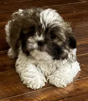 Peanut , a male Shih Tzu for sale in New Caney, TX – 6 of 9