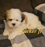 Tucker jr, a male Shih Tzu for sale in New Caney, TX – 4 of 6