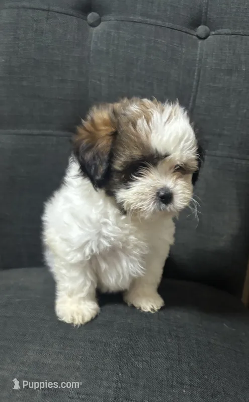 Baby – Shih Tzu puppy for sale in New Caney, TX