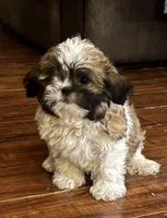 Peanut , a male Shih Tzu for sale in New Caney, TX – 4 of 9