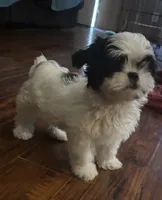 Oreo, a male Shih Tzu for sale in New Caney, TX – 1 of 6