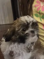 Peanut , a male Shih Tzu for sale in New Caney, TX – 9 of 9