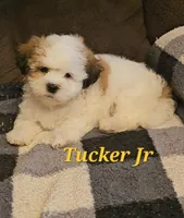 Tucker jr, a male Shih Tzu for sale in New Caney, TX – 6 of 6