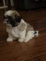 Peanut , a male Shih Tzu for sale in New Caney, TX – 5 of 9
