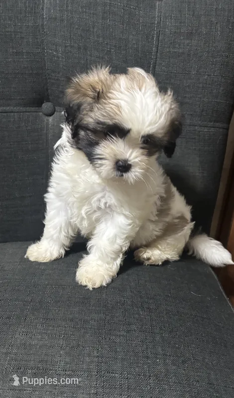 Molly – Shih Tzu puppy for sale in New Caney, TX