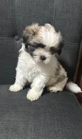 Molly, a female Shih Tzu for sale in New Caney, TX – 1 of 1