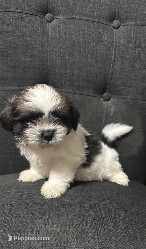 Pretty boy – Shih Tzu puppy for sale in New Caney, TX