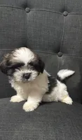 Pretty boy, a male Shih Tzu for sale in New Caney, TX – 1 of 1