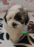 processed/988c993d-a5b5-4deb-9966-d1773a800265/listing/c368bd4b-3923-445d-b2d5-8ea2224b69dc/40b367aa-ce3b-4016-883a-1439563f6191