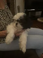 Oreo, a male Shih Tzu for sale in New Caney, TX – 4 of 6