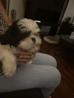 Oreo, a male Shih Tzu for sale in New Caney, TX – 3 of 6