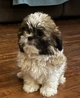 Peanut , a male Shih Tzu for sale in New Caney, TX – 3 of 9