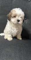 Tucker jr, a male Shih Tzu for sale in New Caney, TX – 1 of 6