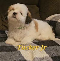 Tucker jr, a male Shih Tzu for sale in New Caney, TX – 5 of 6