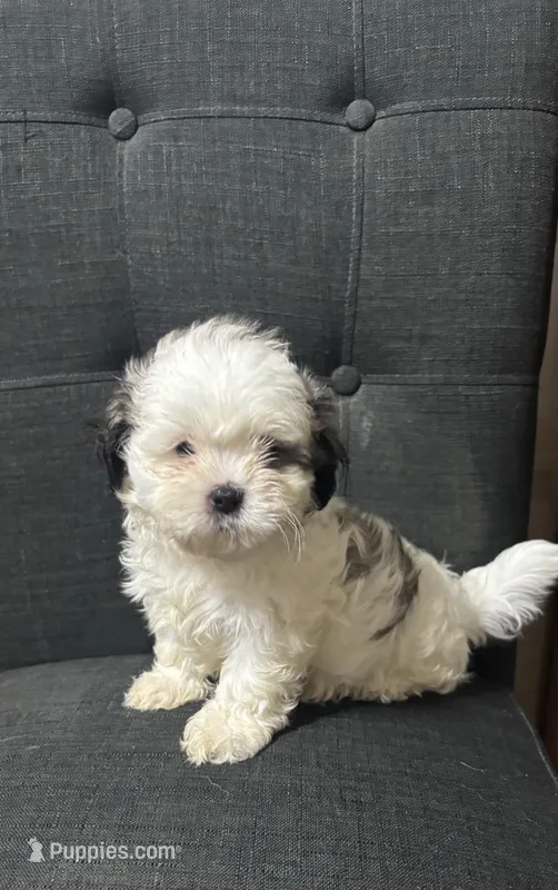 Dusty – Shih Tzu puppy for sale in New Caney, TX