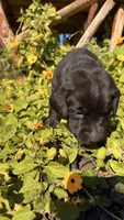 Green, a female Labrador Retriever for sale in Bloomfield, IA – 5 of 8