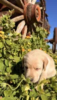 Blue, a female Labrador Retriever for sale in Bloomfield, IA – 2 of 7