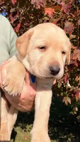Blue, a female Labrador Retriever for sale in Bloomfield, IA – 3 of 7