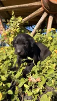 Yellow, a male Labrador Retriever for sale in Bloomfield, IA – 7 of 9