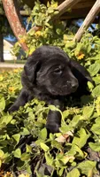 Brown, a male Labrador Retriever for sale in Bloomfield, IA – 6 of 9