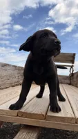 Tank, a male Labrador Retriever for sale in Bloomfield, IA – Photo 3 of 8