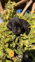 Green, a female Labrador Retriever for sale in Bloomfield, IA – 3 of 8
