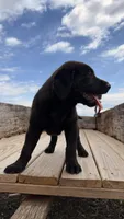 Tank, a male Labrador Retriever for sale in Bloomfield, IA – Photo 4 of 8