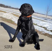 Blue, a female Labrador Retriever for sale in Bloomfield, IA – 6 of 7