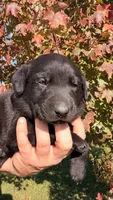 Yellow, a male Labrador Retriever for sale in Bloomfield, IA – 1 of 9
