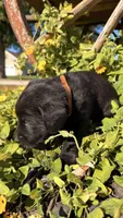 Brown, a male Labrador Retriever for sale in Bloomfield, IA – 5 of 9