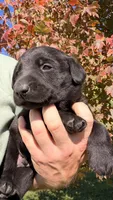 Yellow, a male Labrador Retriever for sale in Bloomfield, IA – 5 of 9