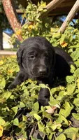 Brown, a male Labrador Retriever for sale in Bloomfield, IA – 4 of 9