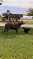 Tank, a male Labrador Retriever for sale in Bloomfield, IA – Photo 6 of 8