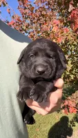 Brown, a male Labrador Retriever for sale in Bloomfield, IA – 1 of 9