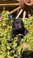 Yellow, a male Labrador Retriever for sale in Bloomfield, IA – 9 of 9