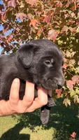 Yellow, a male Labrador Retriever for sale in Bloomfield, IA – 6 of 9