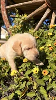 Blue, a female Labrador Retriever for sale in Bloomfield, IA – 4 of 7