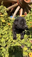 Yellow, a male Labrador Retriever for sale in Bloomfield, IA – 8 of 9