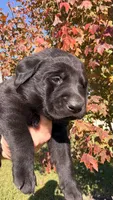 Brown, a male Labrador Retriever for sale in Bloomfield, IA – 2 of 9