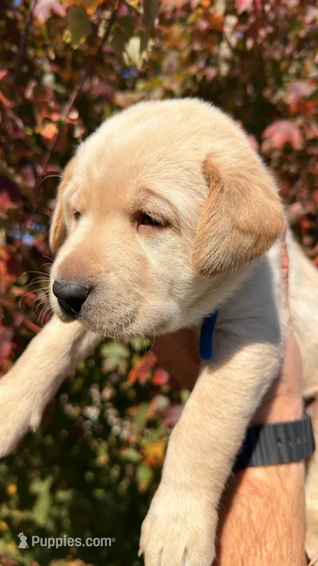 Blue – Labrador Retriever puppy for sale in Bloomfield, IA