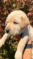 Blue, a female Labrador Retriever for sale in Bloomfield, IA – 1 of 7