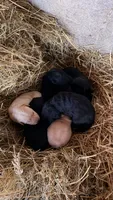 Labrador Retriever , a male Labrador Retriever for sale in Bloomfield, IA – 1 of 1